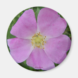 F11 Wilde Roos "Rosa arkansana" Magneet
