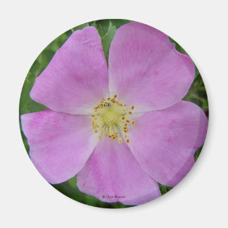 F11 Wilde Roos "Rosa arkansana" Magneet