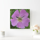 F11 Wilde Roos "Rosa arkansana" Vierkante Klok (Huis)