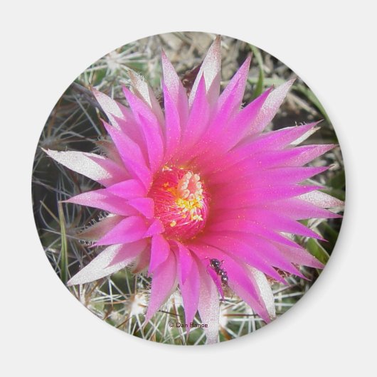 F12 Balcactus Bloem "Escobaria vivipara" Magneet (Voorkant)