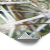 F12 Ball Cactus Escobaria vivipara Poster (Hoek)