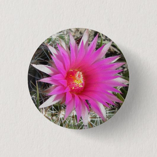 F12 Ball Cactus "Escobaria vivipara" Ronde Button 3,2 Cm (Voorkant)