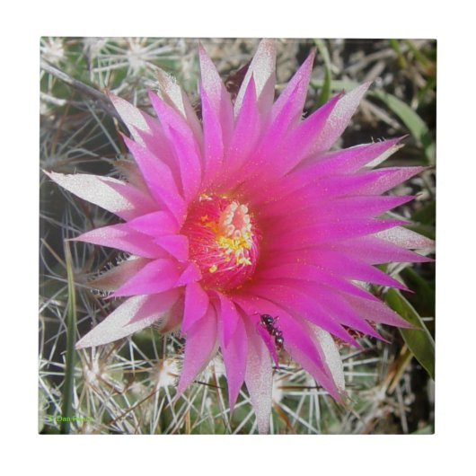 F12 Ball Cactus "Escobaria vivipara" Tegeltje (Voorkant)