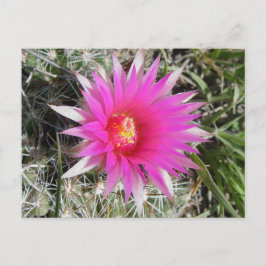 F12 Ball Cactus Flower "Escobaria vivipara" Briefkaart