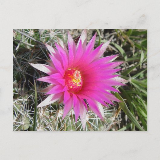 F12 Ball Cactus Flower "Escobaria vivipara" Briefkaart (Voorkant)