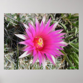 F12 Kogelcactus "Escobaria vivipara" Poster