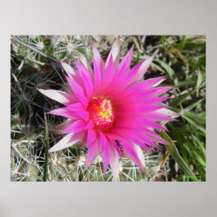 F12 Kogelcactus "Escobaria vivipara" Poster