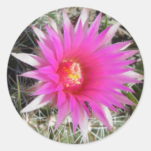 F12 Kogelcactus "Escobaria vivipara" Ronde Sticker