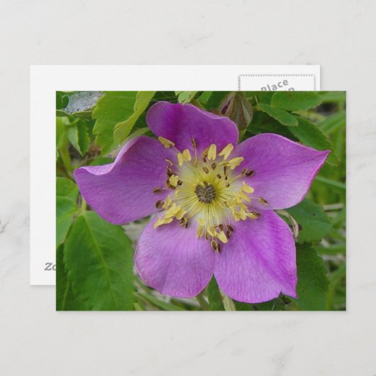 F13 Alberta Wilde Roos Prickly Roos Briefkaart (Voorkant / Achterkant)