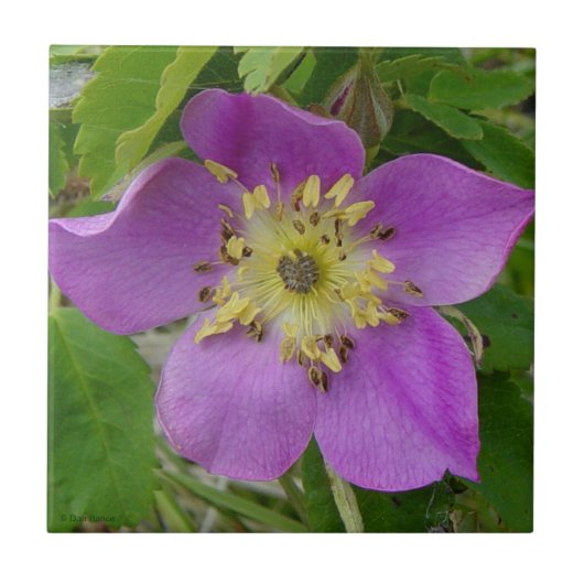 F13 Alberta Wilde Roos Prickly Rose Tegeltje (Voorkant)