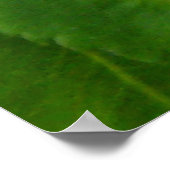 F13 Prickley Roos Alberta Wilde Roos Poster (Hoek)