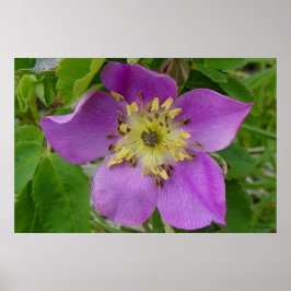 F13 Prickley Roos Alberta Wilde Roos Poster