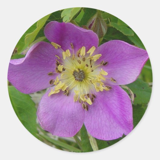 F13 Prickly Roos Alberta Wilde Roos Ronde Sticker (Voorkant)