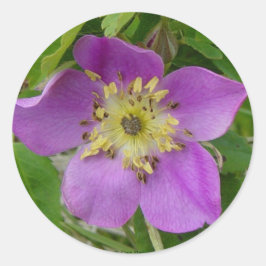 F13 Prickly Roos Alberta Wilde Roos Ronde Sticker