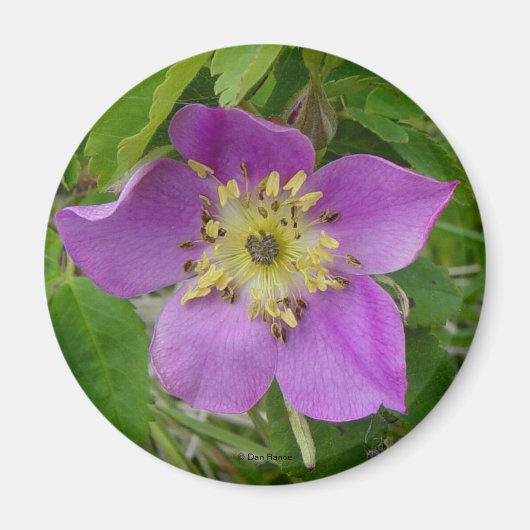 F13 Wilde Roos Alberta Wilde Roos Prikkelende Roos Magneet (Voorkant)