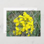 F14 Gele wilde bloemen Briefkaart (Voorkant / Achterkant)