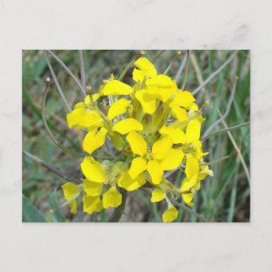 F14 Gele Wilde Bloemen Briefkaart