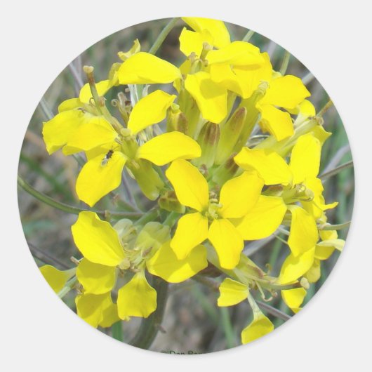 F14 Gele wilde bloemen Ronde Sticker (Voorkant)