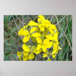 F14 Kleine Gele Wilde Bloemen Poster