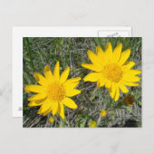 F15 Gele wilde bloemen neezeweed Briefkaart (Voorkant / Achterkant)