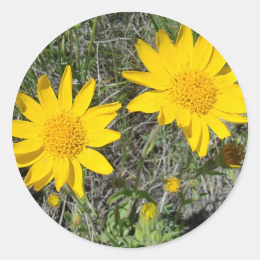 F15 Gele wilde bloemen neezeweed Ronde Sticker (Voorkant)