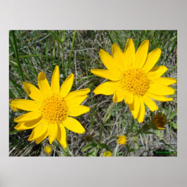 F15 Gele wilde bloemen nieskruid Poster