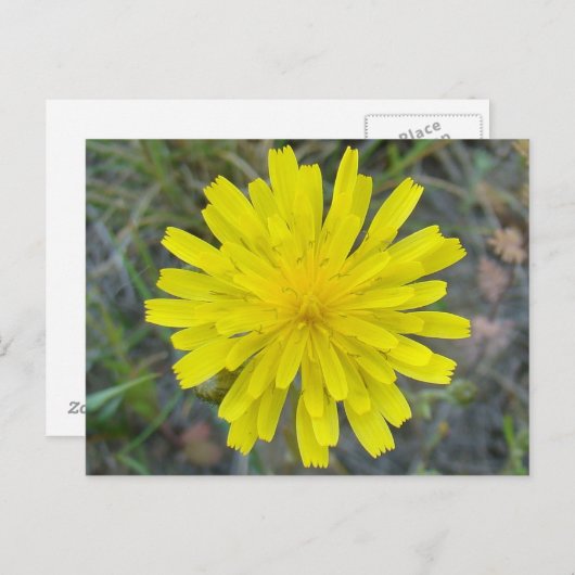 F16 Gele Wilde Bloem King Devil Briefkaart (Voorkant / Achterkant)