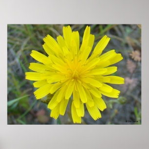 F16 Gele Wilde Bloem King Devil Poster