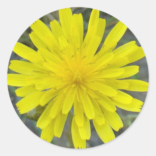 F16 Gele Wilde Bloem Koning Duivel Ronde Sticker