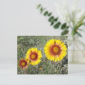 F17 Gele wilde bloemen Gaillardia Briefkaart (Staand voorkant)