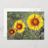 F17 Gele wilde bloemen Gaillardia Briefkaart (Voorkant / Achterkant)