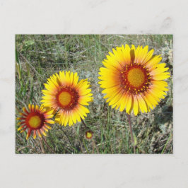 F17 Gele wilde bloemen Gaillardia Briefkaart
