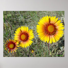 F17 Gele wilde bloemen Gaillardia Poster