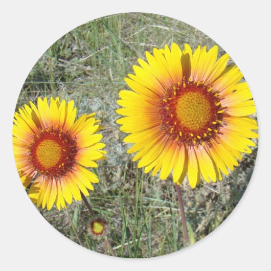F17 Gele wilde bloemen Gaillardia Ronde Sticker (Voorkant)