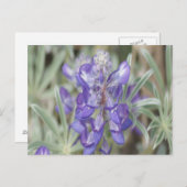 F18 Paarse wilde bloemen Briefkaart (Voorkant / Achterkant)