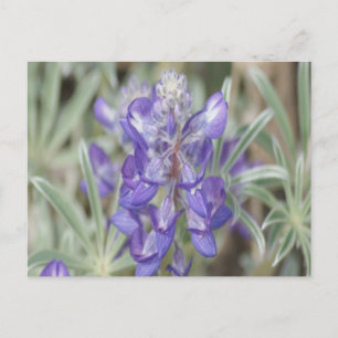 F18 Paarse Wilde Bloemen Eenjarige Lupine Briefkaart