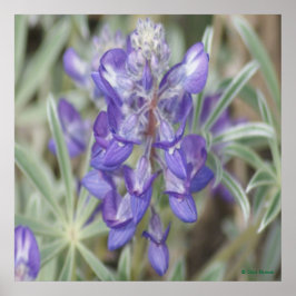 F18 Paarse Wilde Bloemen Eenjarige Lupine Poster