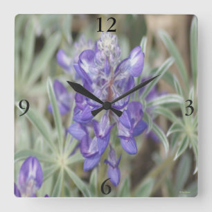 F18 Paarse Wilde Bloemen Eenjarige Lupine Vierkante Klok