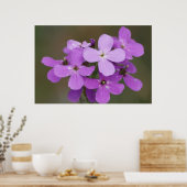 F19 Paarse Wildbloemen Dames Rocket Poster (Keuken)