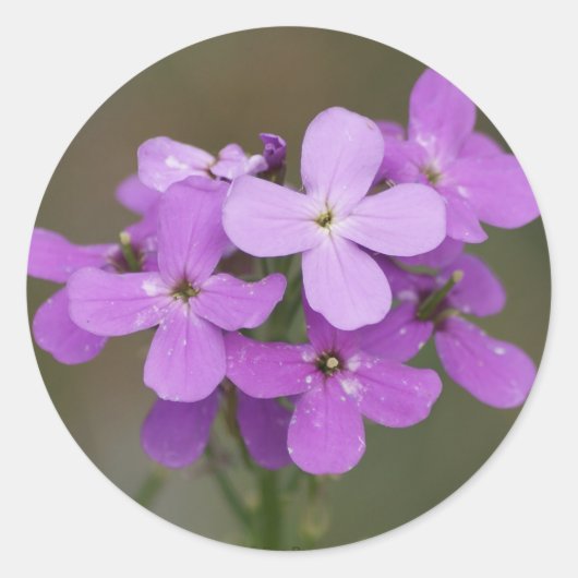 F19 Paarse Wildbloemen Dames Rocket Ronde Sticker (Voorkant)