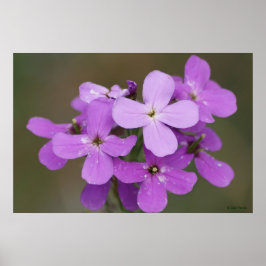 F19 Paarse Wilde Bloemen Dames Raket Poster