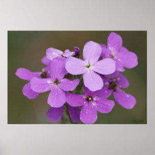 F19 Paarse Wilde Bloemen Dames Raket Poster