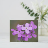 F19 Paarse Wilde Bloemen Dame's Rocket Briefkaart (Staand voorkant)
