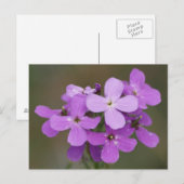 F19 Paarse Wilde Bloemen Dame's Rocket Briefkaart (Voorkant / Achterkant)