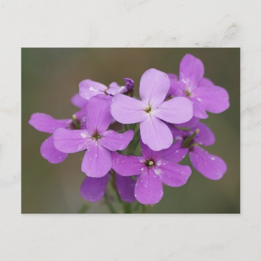 F19 Paarse Wilde Bloemen Dame's Rocket Briefkaart (Voorkant)