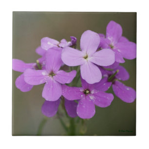 F19 Paarse Wilde Bloemen Dames Rocket Tegeltje