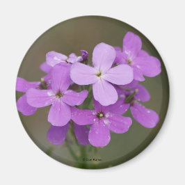 F19 Paarse Wilde Bloemen Damesraket Magneet
