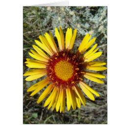F1 Gele wilde bloem Gaillardia