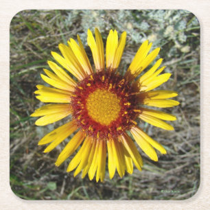 F1 Gele wilde bloem (Gaillardia aristata) Kartonnen Onderzetters