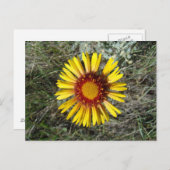 F1 Gele wilde bloem Gaillardia Briefkaart (Voorkant / Achterkant)